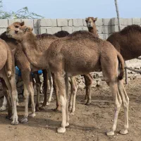 شتر نر یک سال|حیوانات مزرعه|قشم, |دیوار