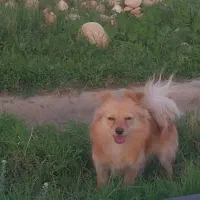 فروش سگ پامر اشپیز