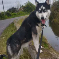 هاسکی|سگ|رشت, شهرک قدس|دیوار