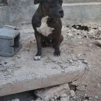 سگ پیتبول ماده|سگ|شیراز, شهرک والفجر|دیوار