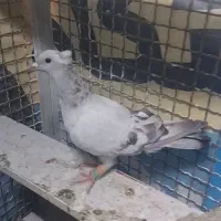 کفتر|پرنده|تهران, بهارستان|دیوار