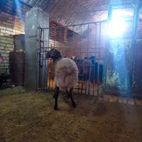 بره نر چاق جو خورده|حیوانات مزرعه|خنجین, |دیوار