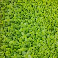 نعنای تازه وتمیز