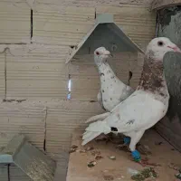 کبوتر پرنده دوتا قلدر|پرنده|الوند, |دیوار