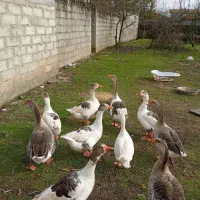 غاز بزرگ و سالم