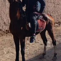 تجهیزات اسب