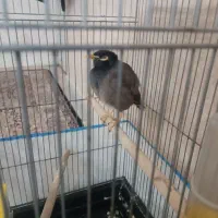 مرغ مینا شیرین کار کلام گو