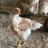 تخم مرغ نطفه دار|حیوانات مزرعه|قزوین, |دیوار