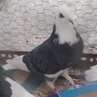 کبوتر.شازده.ماده.بالا ۷ ساعت