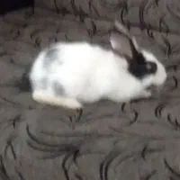 خرگوش