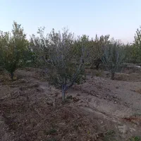 باغ دوبر در کوی پزشکان روستای کردلر (خسروشاه)|فروش زمین و ملک کلنگی|خسروشاه, |دیوار