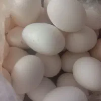 ارگانیک