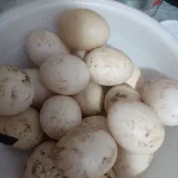 اردک اسراعیلی در حال تخم کردن و تخم اردک