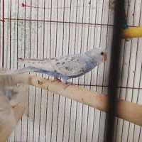 یک جفت مرغ عشق بنفش کهربایی جوان