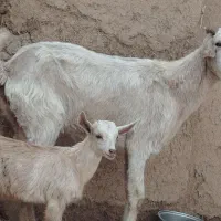 بزدورگ سانن