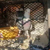 کفتر|پرنده|نظرآباد, شهرک فرهنگیان|دیوار