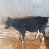 گوساله|حیوانات مزرعه|دالاهو, |دیوار