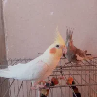 عروس هلندی فوق دستی