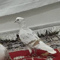 یک جفت نر پلنگ اتیقه و ماده نباتی عروسک