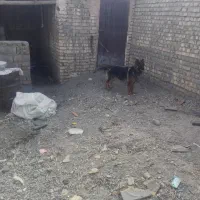 سک نر 2ساله ژرمن شیپر اصل