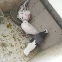 یک جفت کفتر تهرانی پرشی