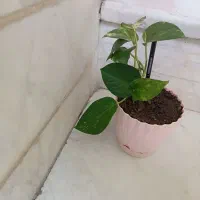 گل پتوس سالم و سرحال