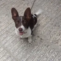 سگ پا کوتاه ماده ۶ ماهه