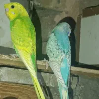 مرغ عشق رینبو اسپانگل جوان|پرنده|ایرانشهر, |دیوار