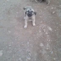 توله سراب اصیل|سگ|بروجرد, |دیوار