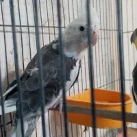 عروس هلندی نر وماده|پرنده|شیراز, گلکوب|دیوار