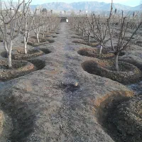 ((انجام کلیه خدمات باغبانی درختکاری چمن کاری هرس))