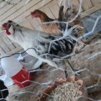 خروس گلین