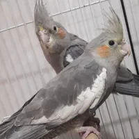 عروس هلندی|پرنده|پیر بکران, |دیوار