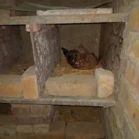 مرغ گلین کرچ و مرغ و خروس برهما