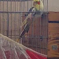 فروش یک عدد عروس هلندی نر دوکت|پرنده|کاکی, |دیوار