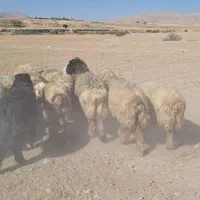 میش بختیاری|حیوانات مزرعه|ایذه, |دیوار