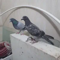 کبوتر پلاکی|پرنده|ساوه, |دیوار