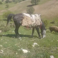 اسب فروشی نمیدونم نژادش چیه