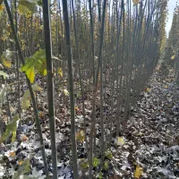 فروش نهال های کبوده رقم های خارجی بسیار مقاوم