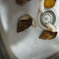 حلزون بالغه