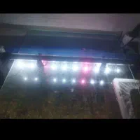 فروش لوازم آکواریوم فایتر نر|ماهی|بوکان, |دیوار