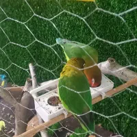 طوطی|پرنده|زیباکنار, |دیوار