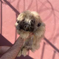 شیتزو سوپر فلت نر تربیت کامل|سگ|تهران, تهرانپارس شرقی|دیوار