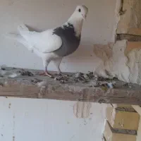 کفتر طوقی|پرنده|مبارکه, |دیوار