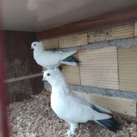 کبوتر تزیینی درجه یک فروش و معاوضه|پرنده|رشت, پیرکلاچای|دیوار