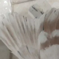 کبوتر|پرنده|سبزوار, پامنار|دیوار