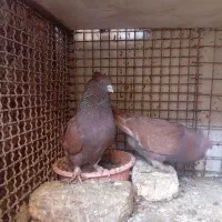 کفتر سرخ کاکلی پاپر