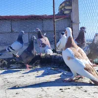 8عدد کفتر شکار|پرنده|کرمان, |دیوار