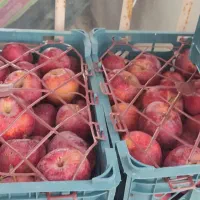 سیب استخوانی اب دار خوشمزه
