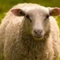 نیازمند چوپان